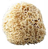 Caribbean Grass Sponge 6-7 Inch Cut