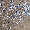 Antigua Deco Terra 13" x 13" Porcelain Floor & Wall Tile - Sold Per Case of 9 - 10.8 Sq. Ft.